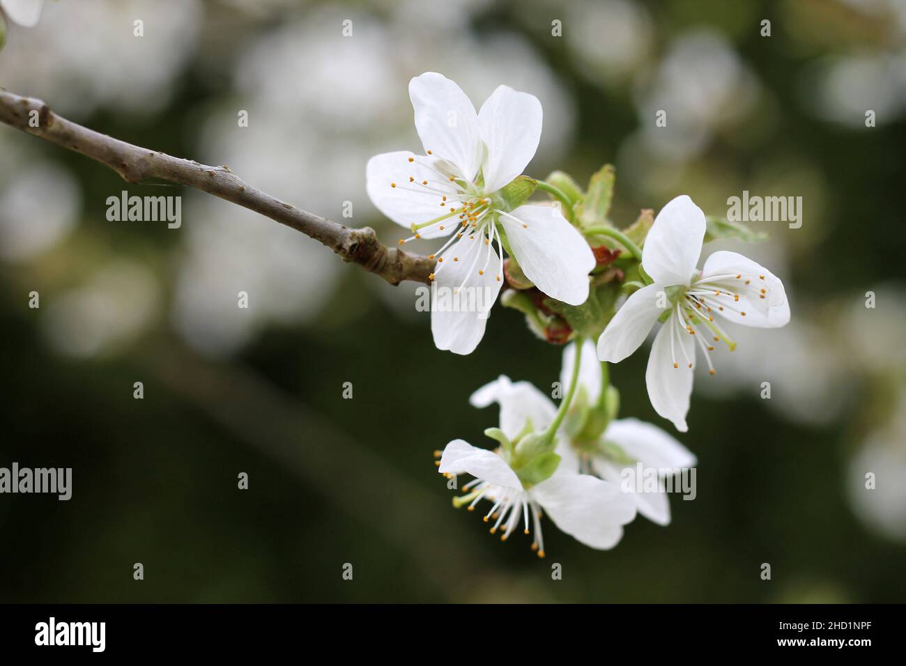Cherry tree branch in bloom at a garden. Stock Photo