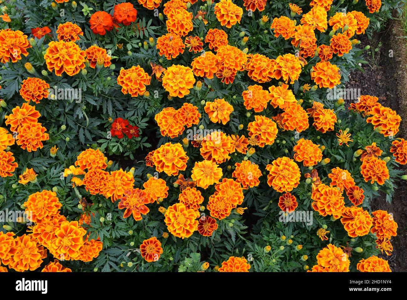 Marigold name Colossus. Mass of  Red and Yellow flowers. The largest French marigold  flowers. Stock Photo