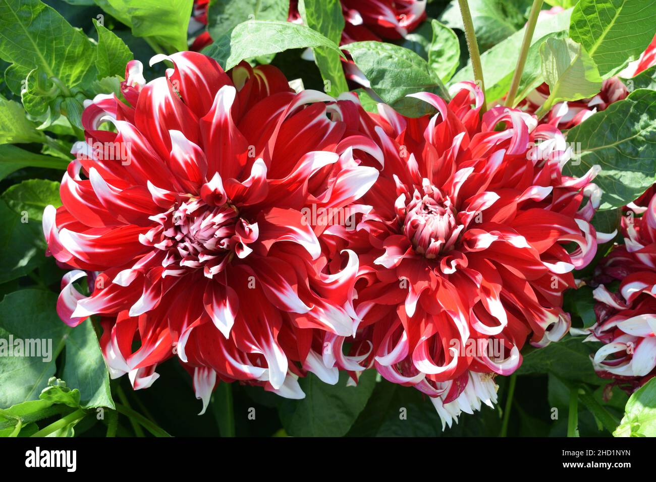 Dahlia Name X Factor. Size dinnerplate Close up Two flowers with red petals with white tips. Stock Photo