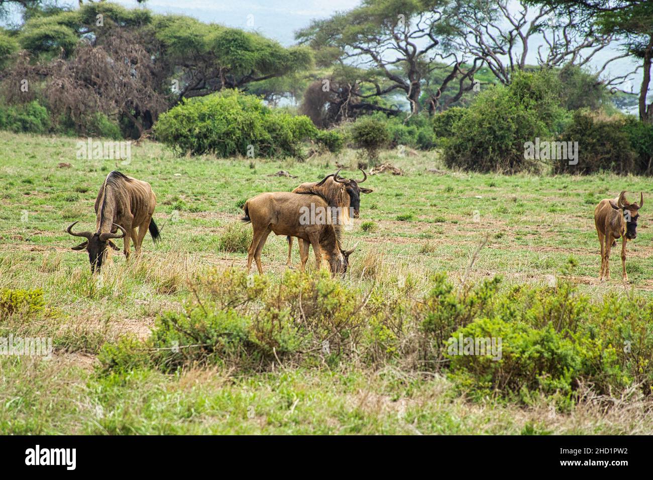 Tsavo Ost Nationalpark High Resolution Stock Photography and Images - Alamy