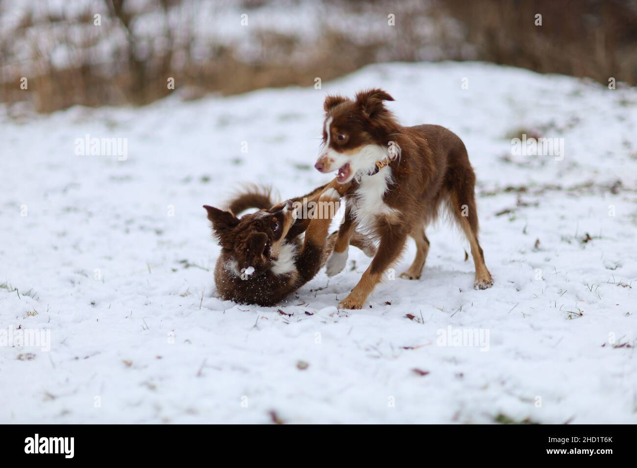 Two dogs playing together with a ball at winter park Stock Photo - Alamy