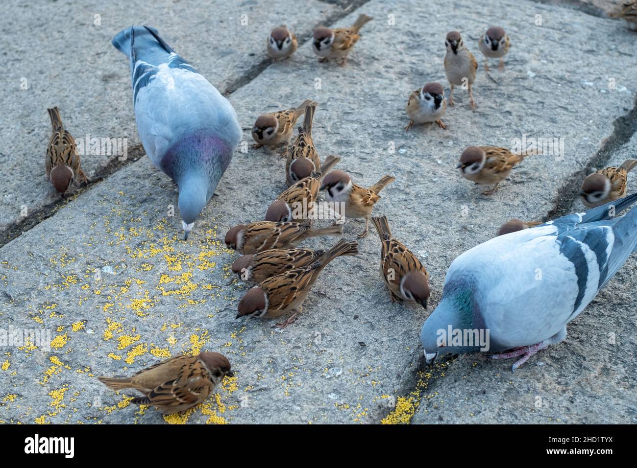 A group of sparrows and pigeons eat together at a tourist spot in Beijing, China. Stock Photo