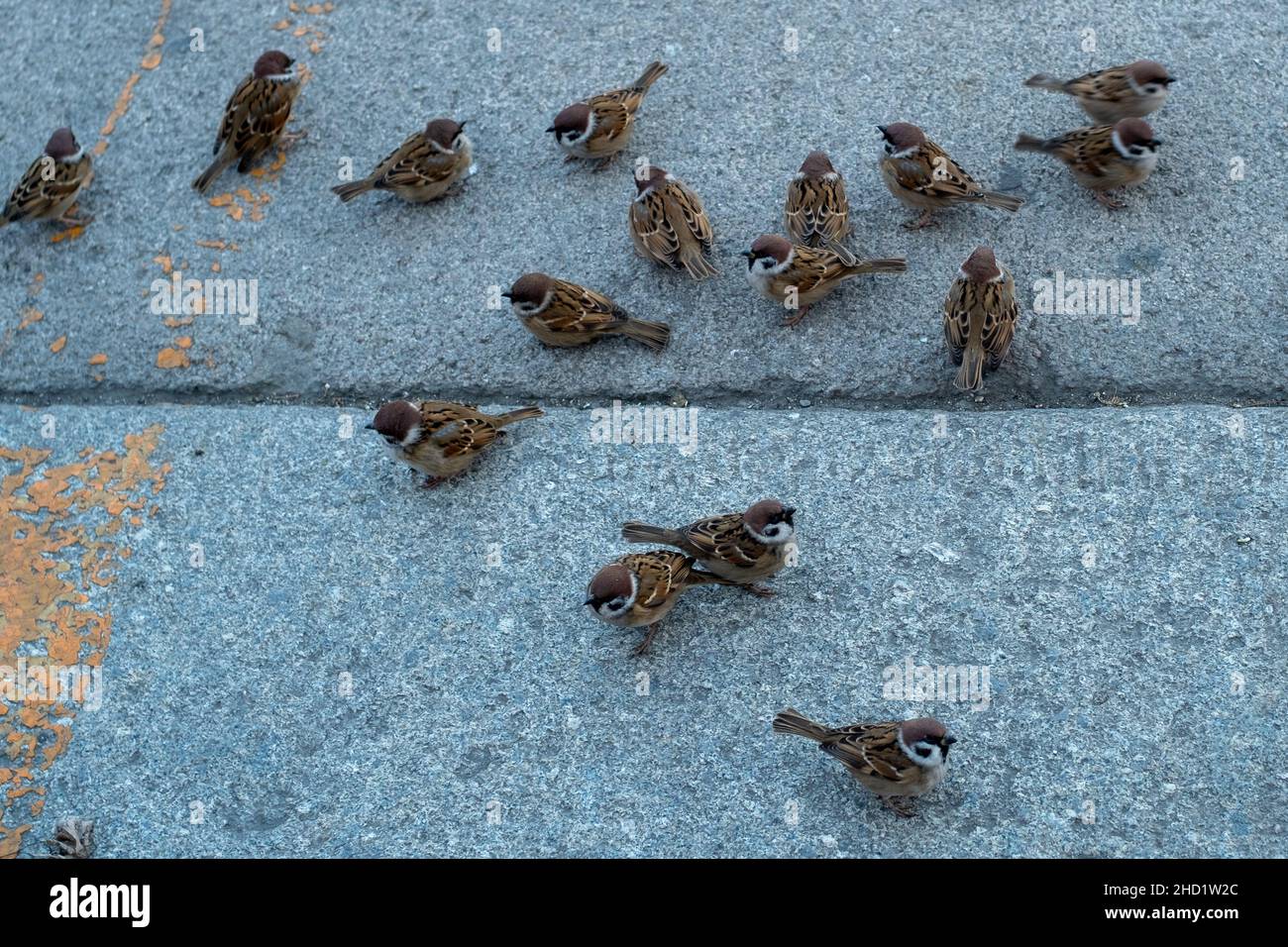 A flock of sparrows landing to eat millet. Stock Photo