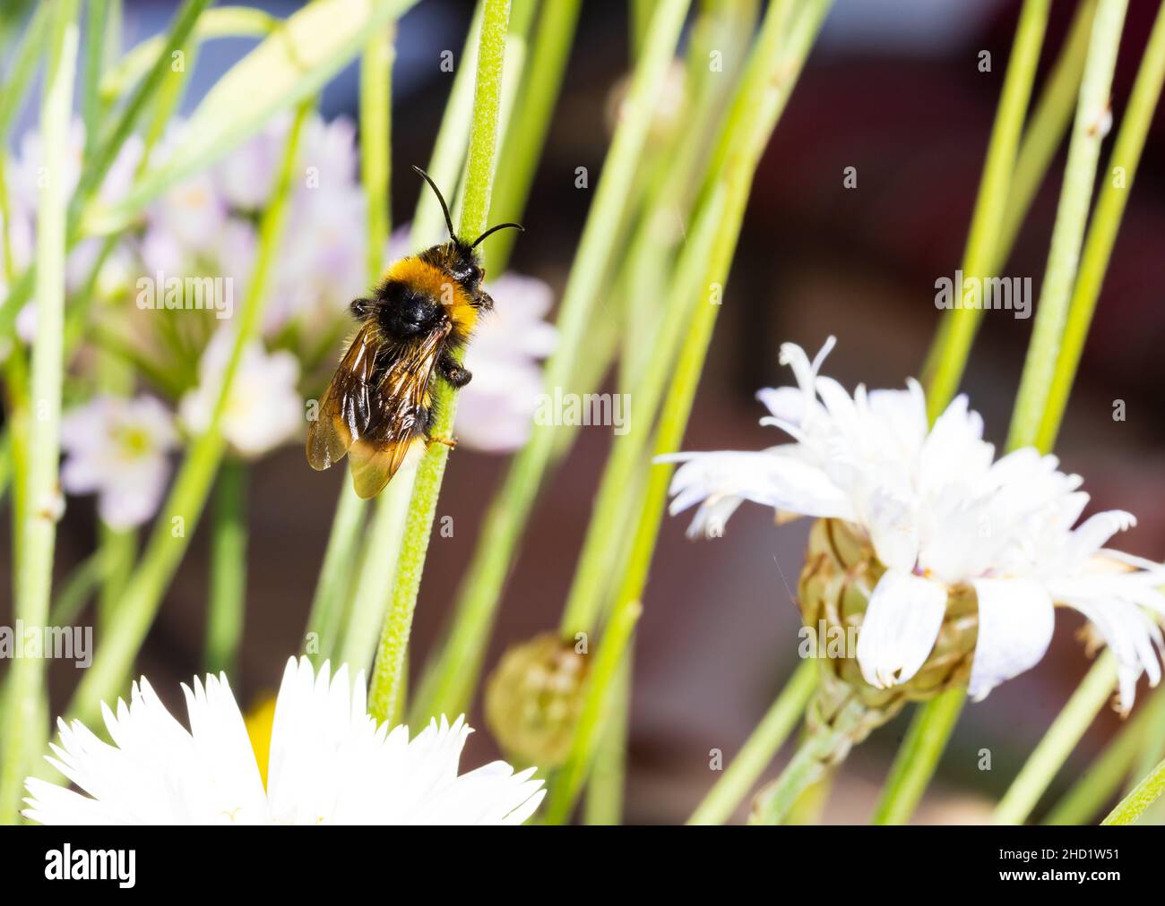 White tailed Bumblebee, Bombus Lucorum, perched on Cupid's Dart, Catananche, Caerulea Alba, flower. Macro. Stock Photo