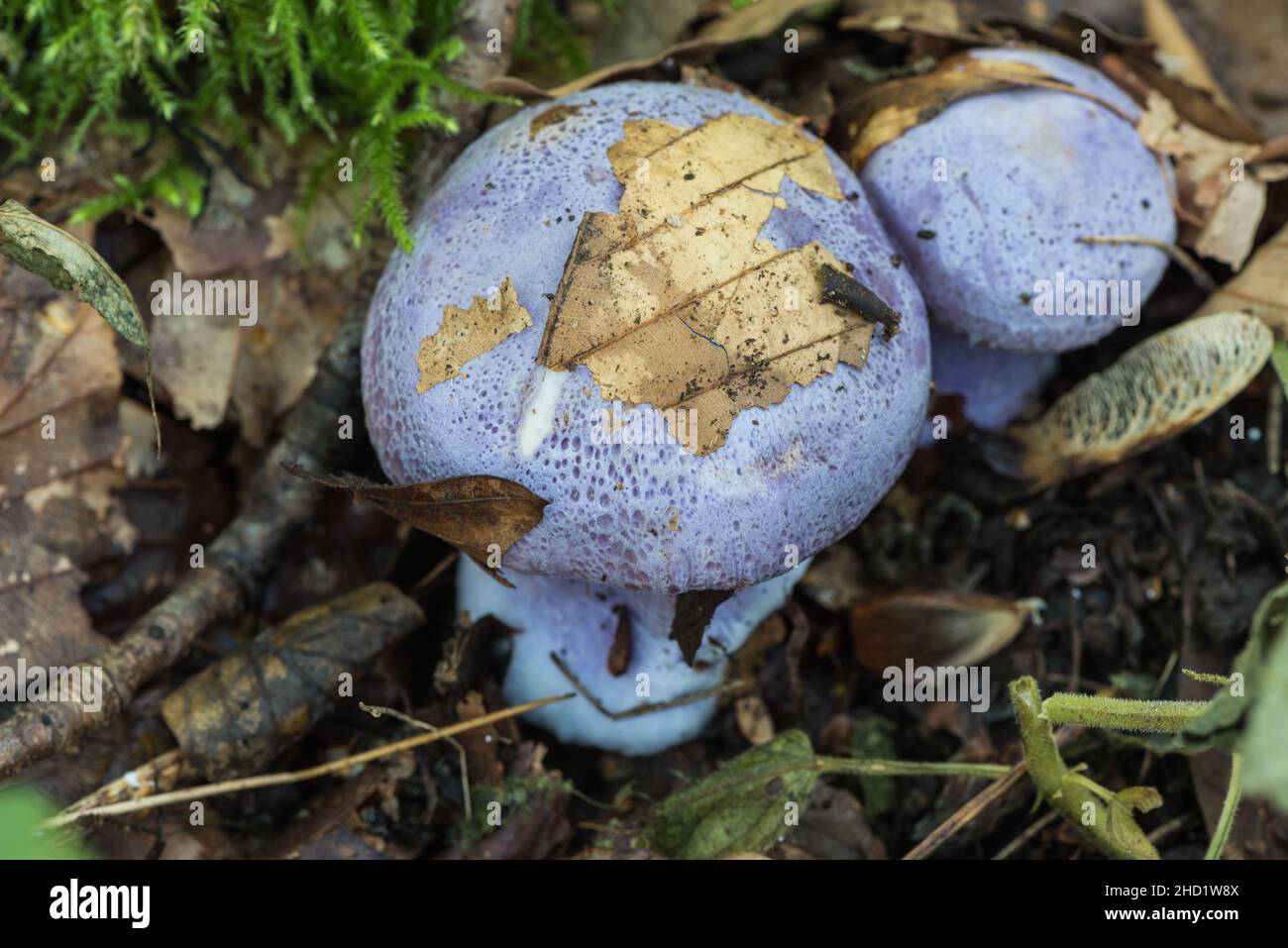 Fungus - Cortinarius sp. possibly C.caerulescens athough it may be Cortinarius calochrous) Stock Photo
