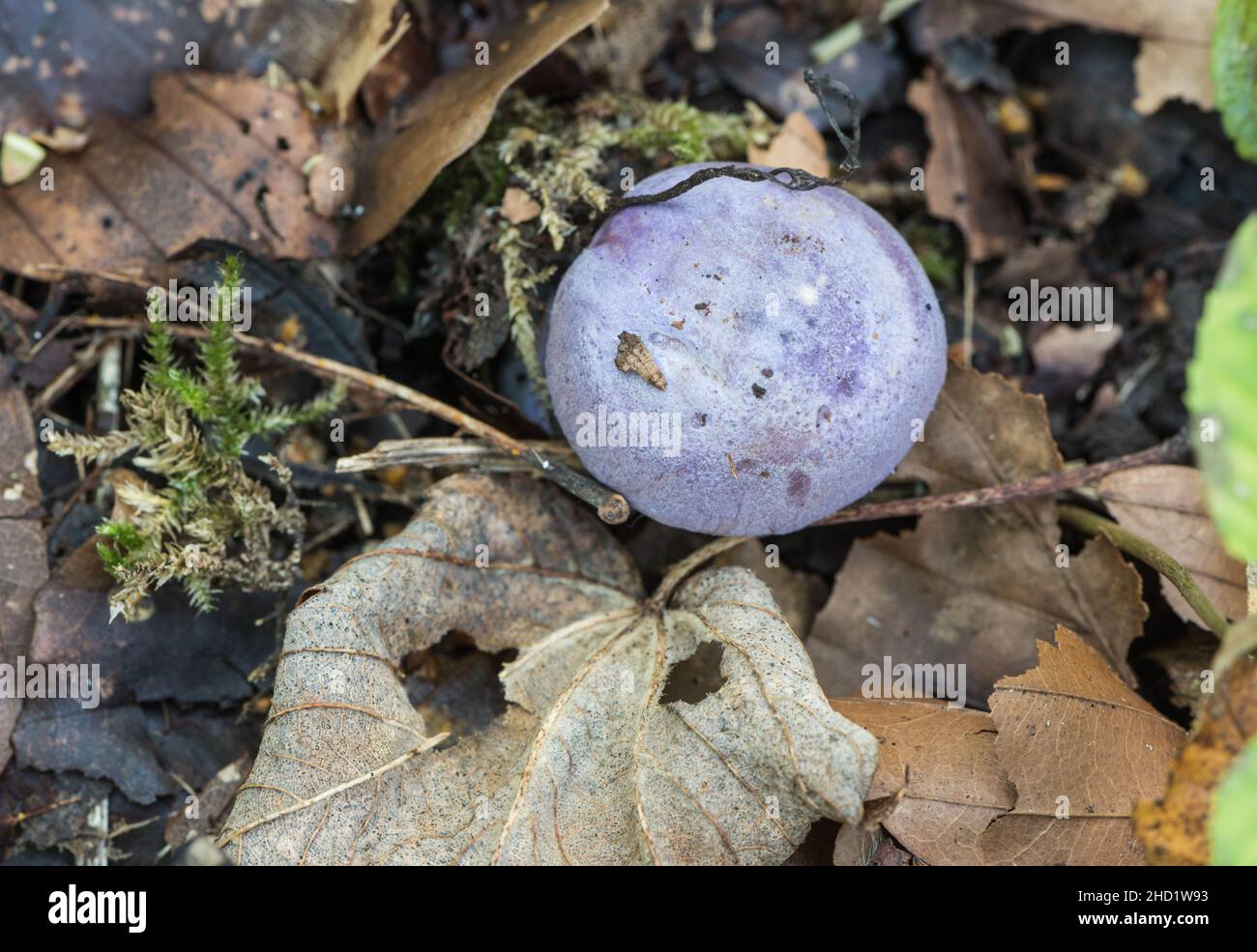 Fungus - Cortinarius sp. possibly C.caerulescens athough it may be Cortinarius calochrous Stock Photo