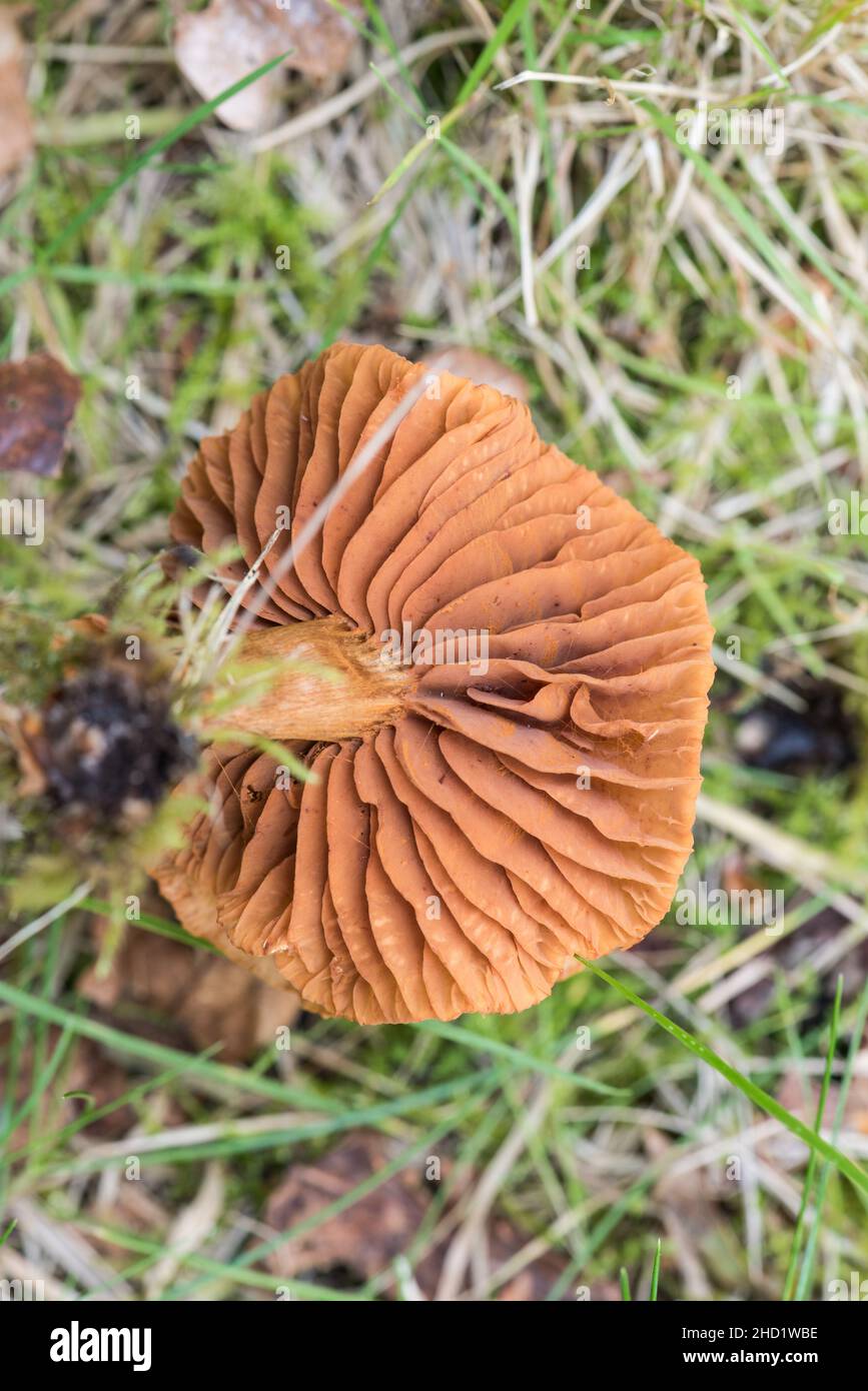 Fungus which according to Mycokey is the Deceiver (Laccaria laccata) Stock Photo