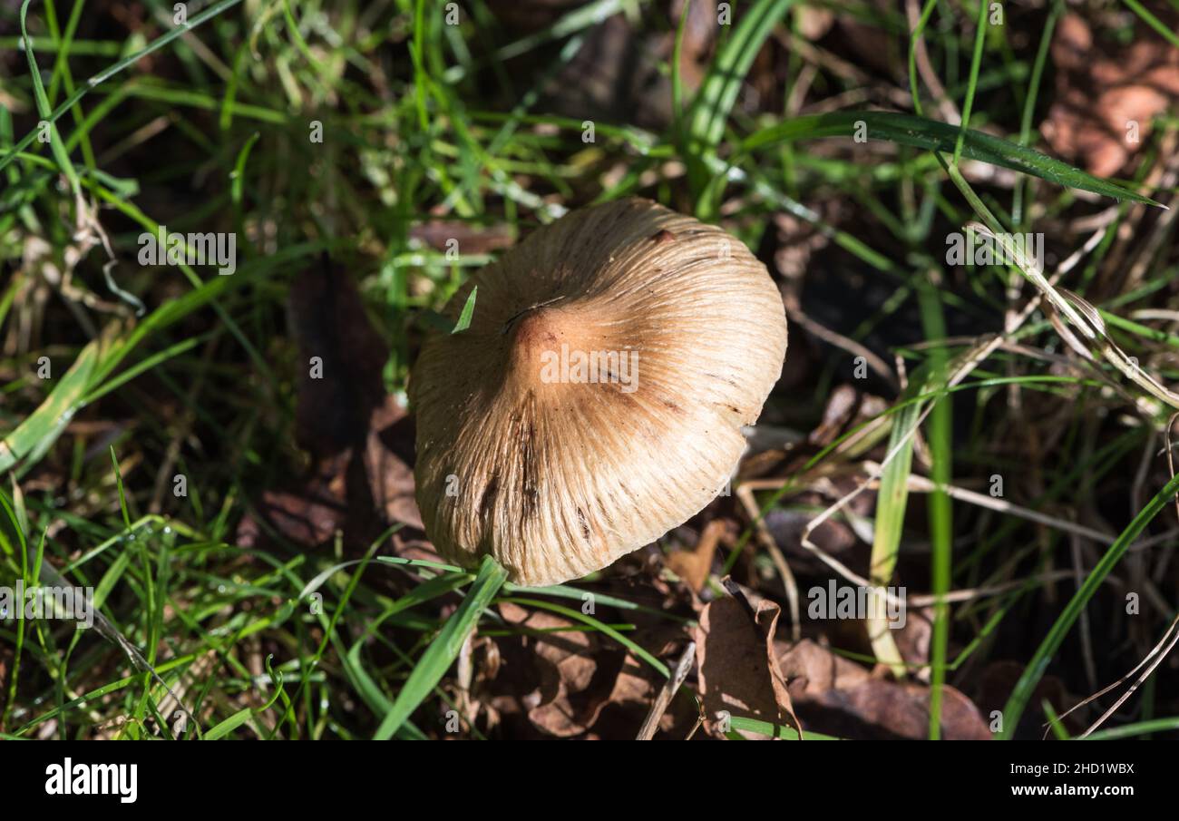 Fungus - Fibrecap (Inocybe sp.) Stock Photo