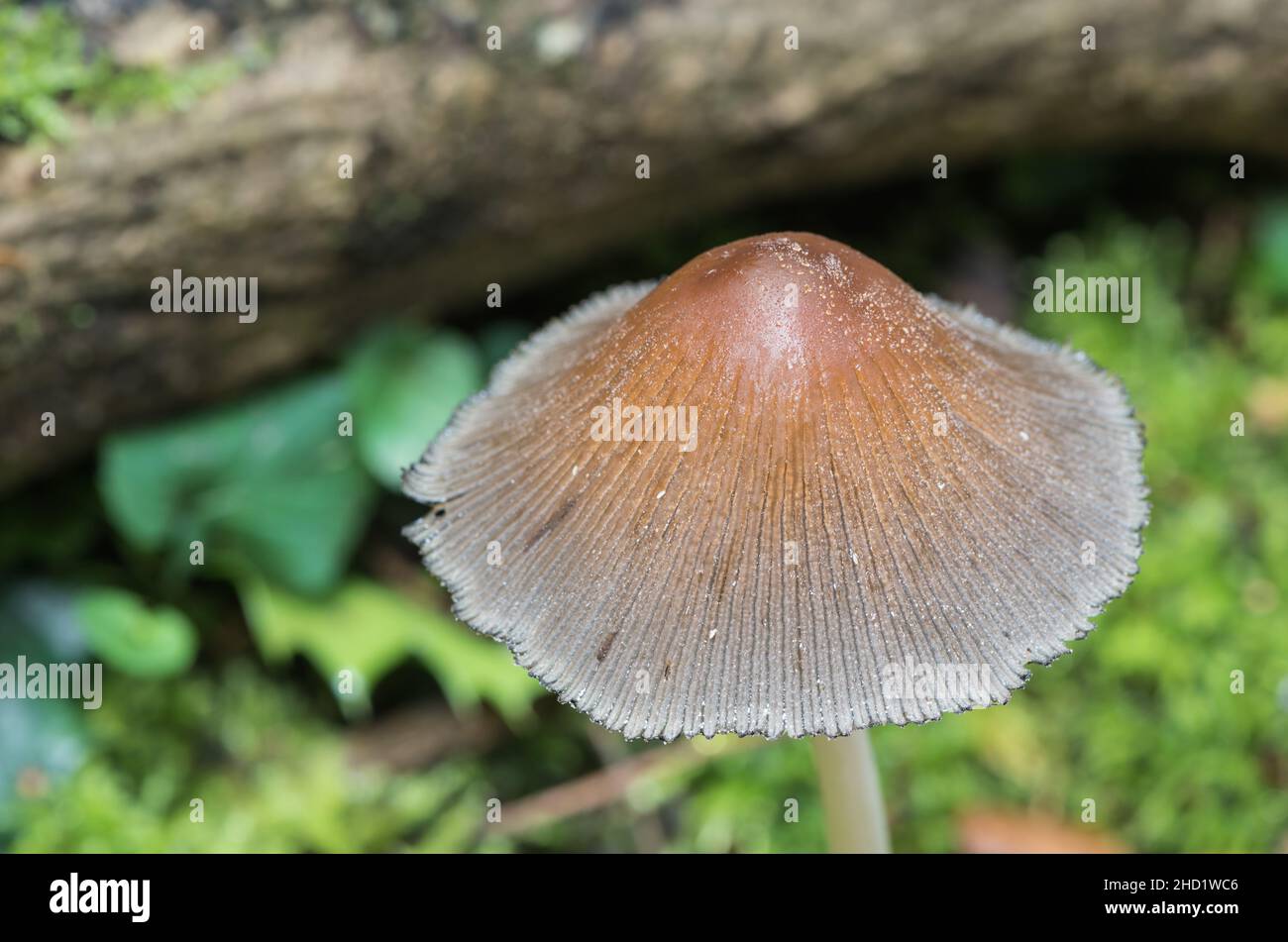 Fungus - Inkcap (Coprinus sp.) Stock Photo