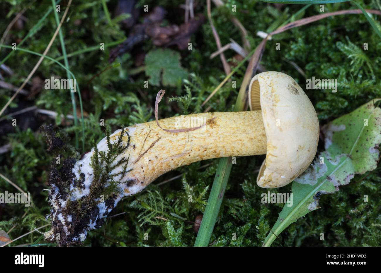 Fungus - Sulphur Knight (Tricholoma sulphureum) with a carbolic soap smell! Stock Photo