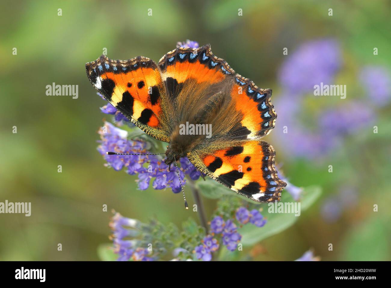 Closeup on a colorful fresh emerged small tortoiseshell butterfly, Aglais urticae, sipping nectar from the blue flower of Caryopteris incana in the ga Stock Photo