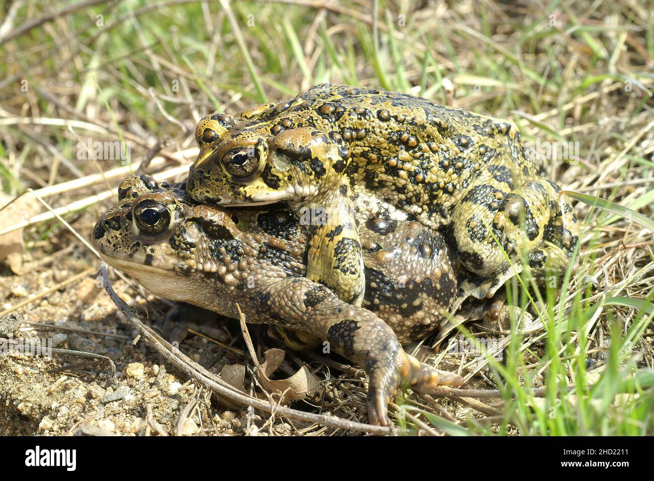 Closeup on a couple of adult western toad , Anaxyrus boreas in amplexus during breeding period in Kern County, California Stock Photo