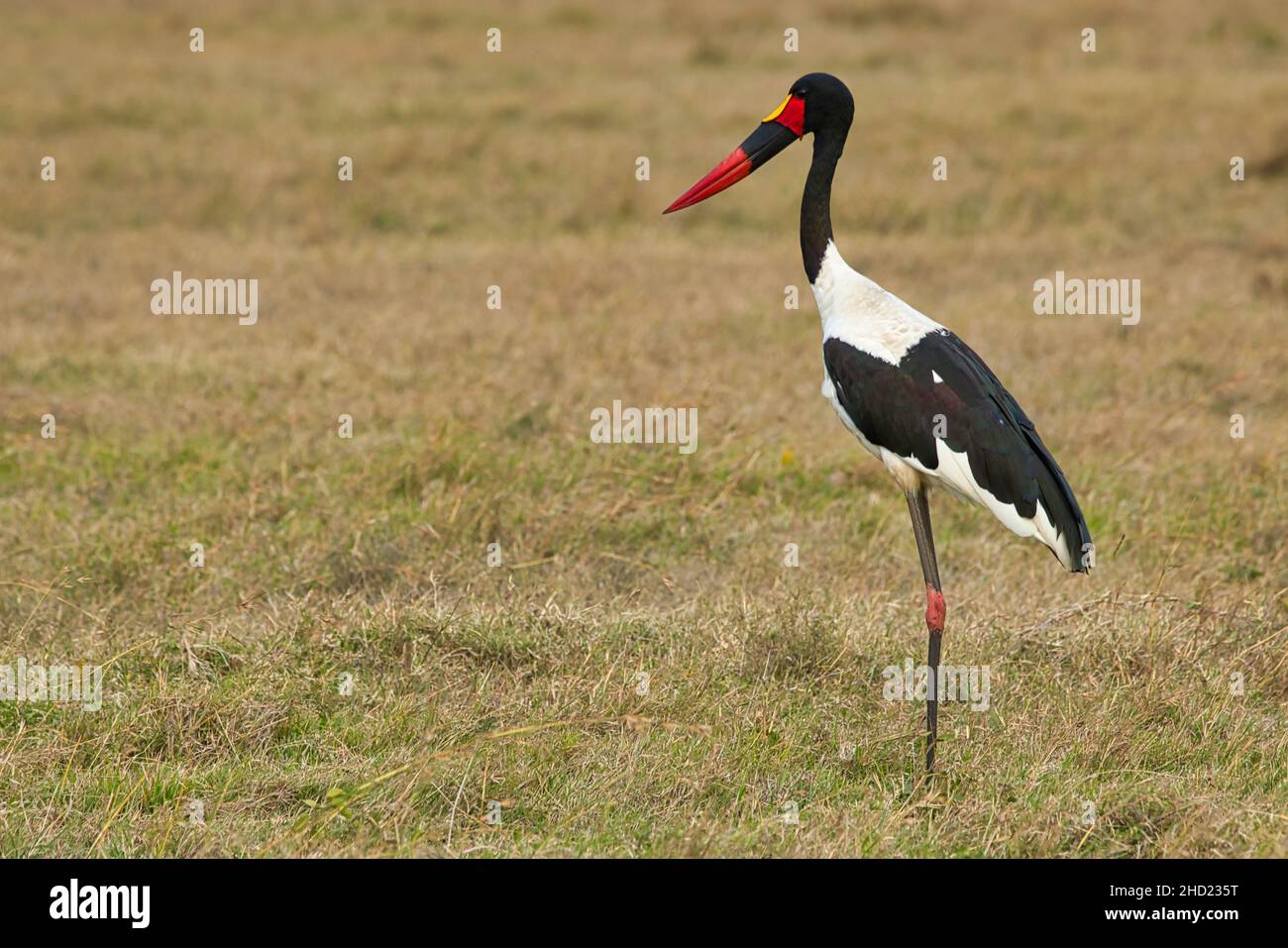 Saddle-billed stork, Ephippiorhynchus senegalensis, in the Ol Pejeta Conservancy in Kenya Stock Photo