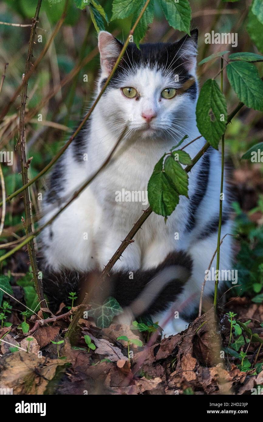 Black and white cat in undergrowth. Stock Photo