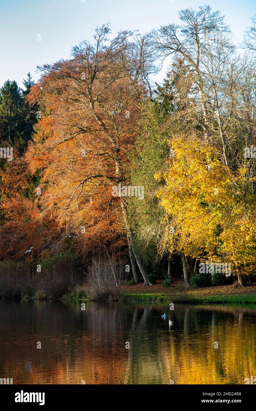 UK, England, Oxfordshire, Banbury, Wroxton Abbey, autumnal trees over lake Stock Photo
