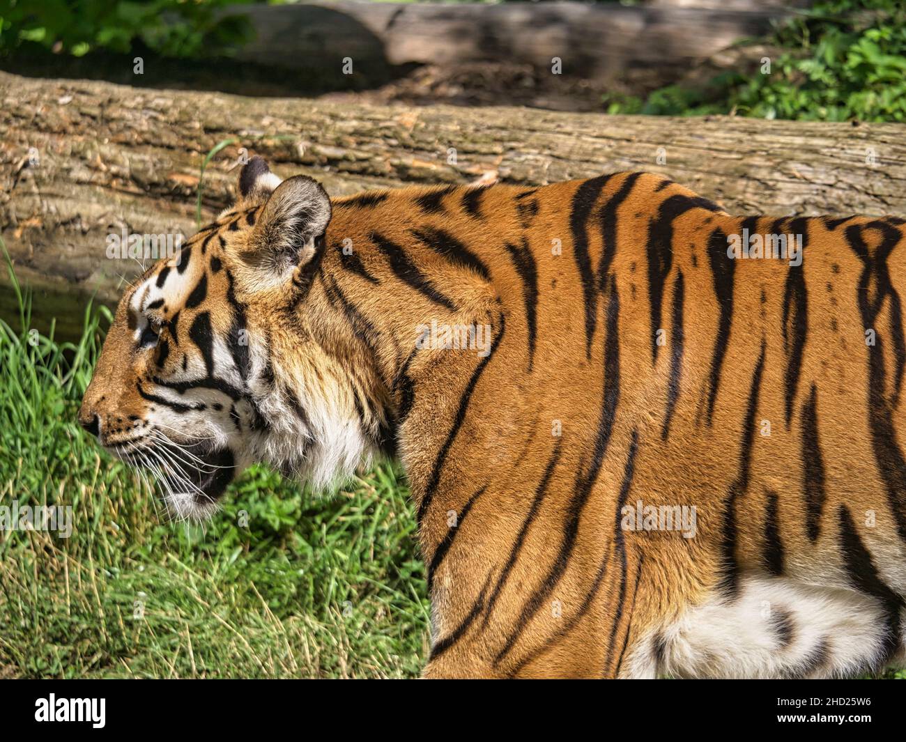 Closeup of a tiger in a forest on a sunny da Stock Photo