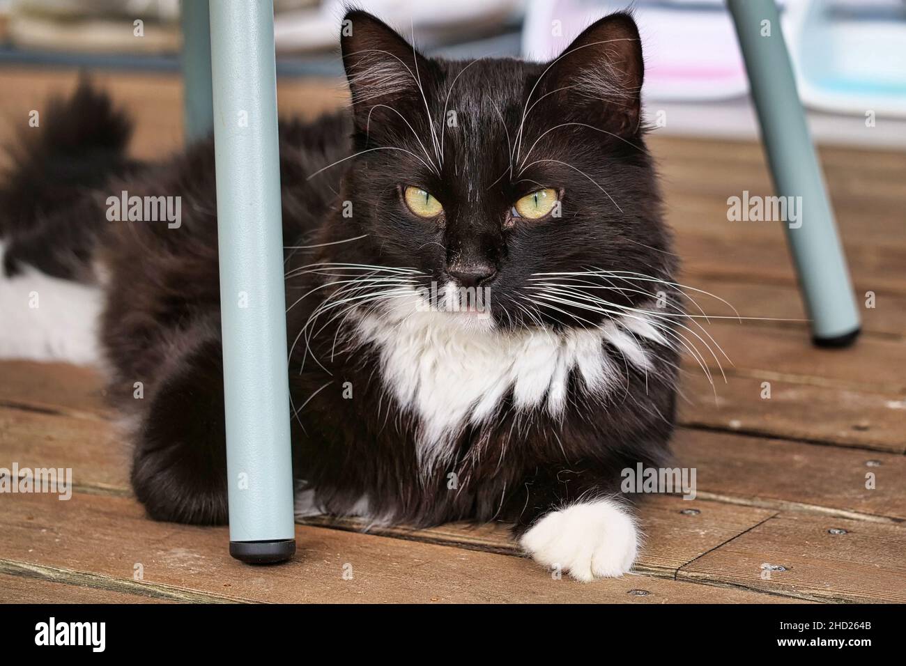 Kitten under table hires stock photography and images Alamy