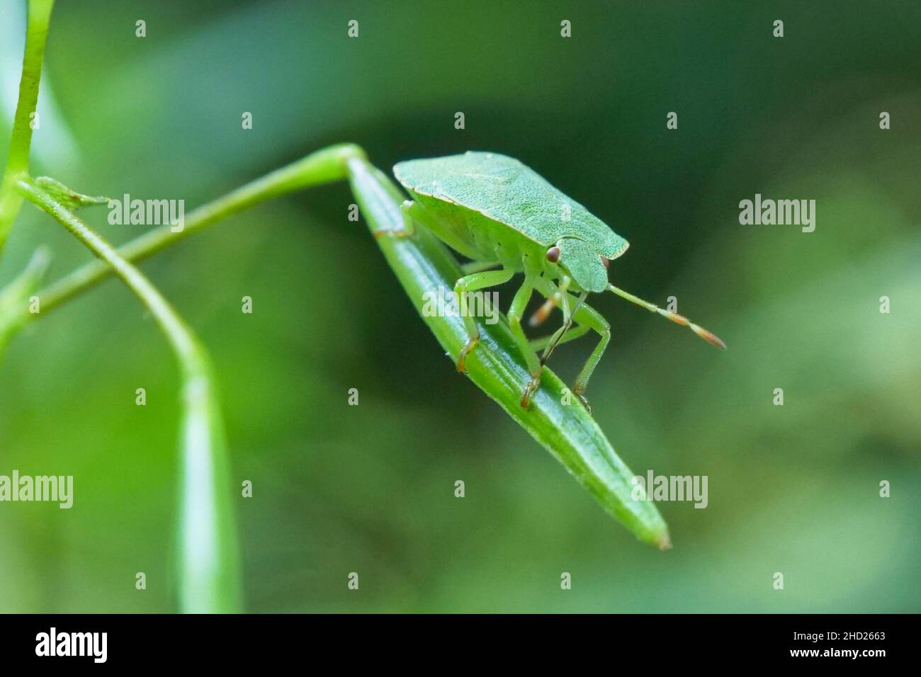 Closeup of a green bug on a grass Stock Photo Alamy