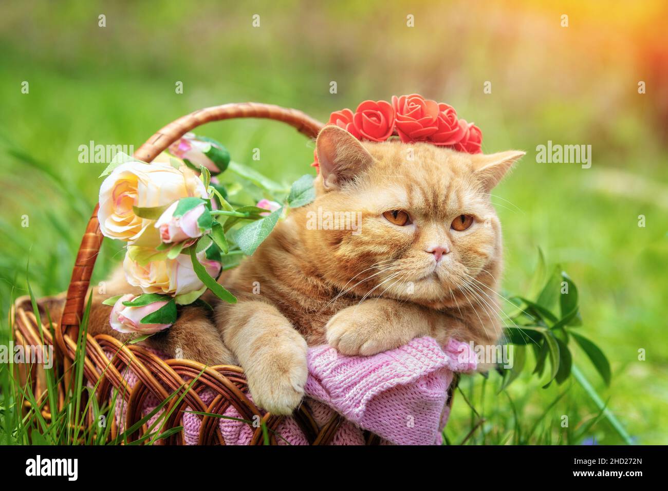 Cute ginger British shorthair cat sitting in a basket with roses on the lawn in spring. The cat wearing a roses crown Stock Photo
