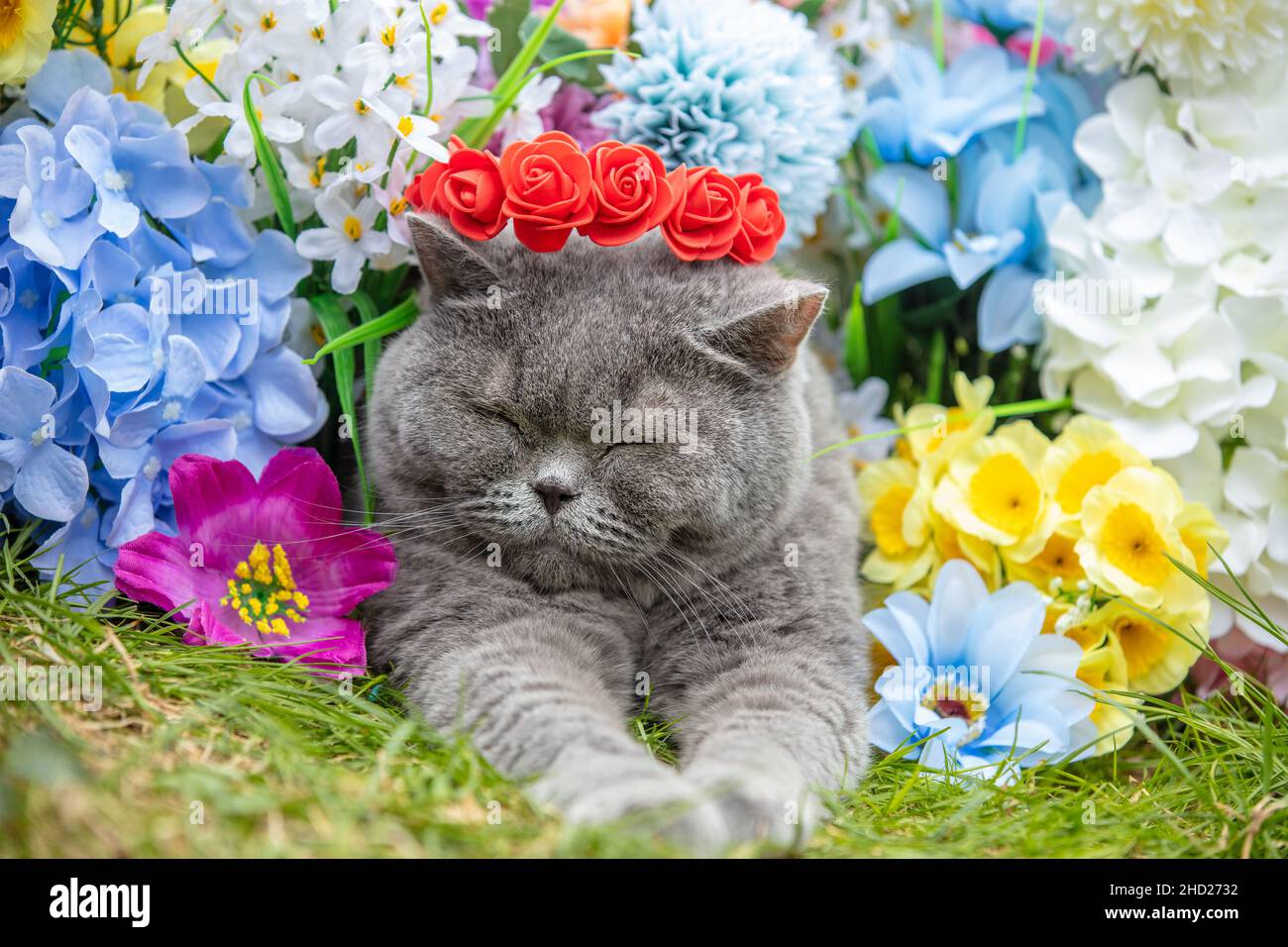 Cute Blue British shorthair cat relaxing in flowers on the grass in spring. The cat wearing a roses crown lying in the garden Stock Photo