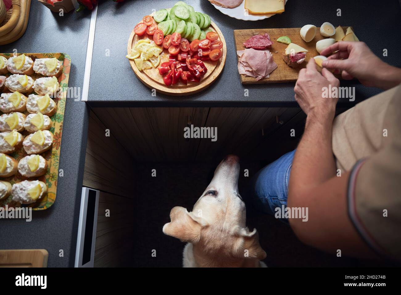 Curious dog watching his owner preparing food for party in home kitchen. Stock Photo