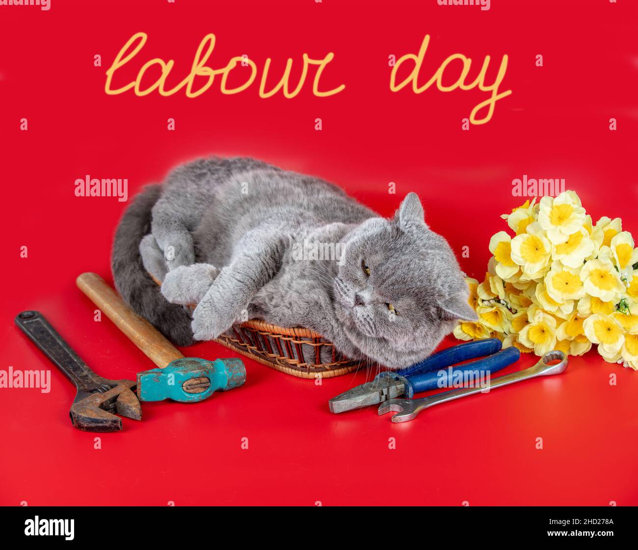 Greeting from funny Blue british shorthair relaxing cat with International Labour day. The cat lying on red background with work tools and flowers Stock Photo