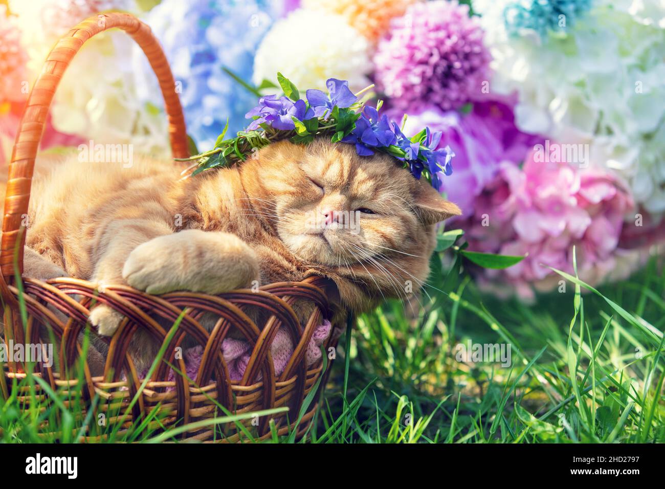 Cute ginger British shorthair cat relaxing in a basket near flowers on the grass in spring. The cat wearing a periwinkle crown lying in the garden Stock Photo