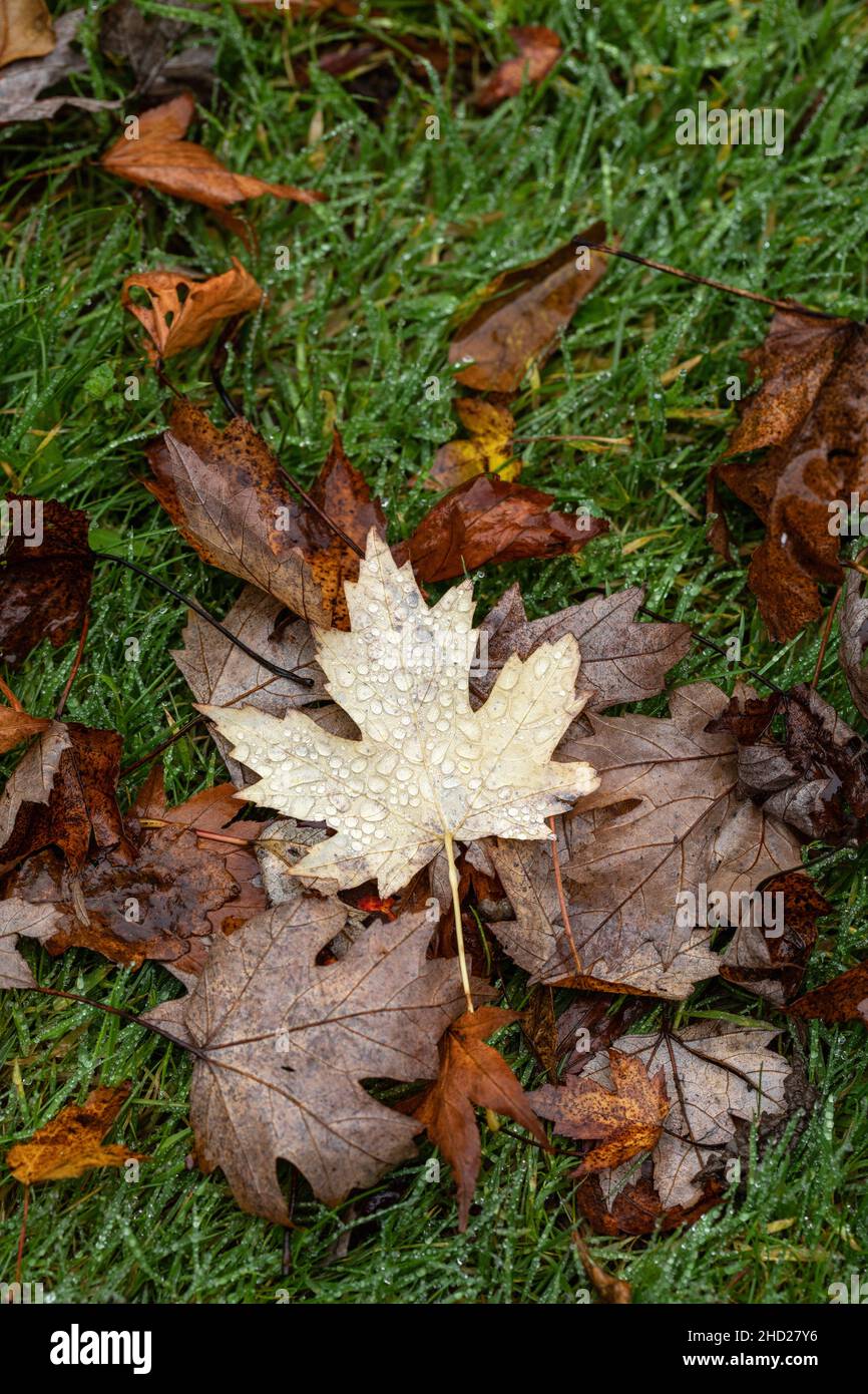 Fallen wet maple leaves with rain drops, November England UK Stock Photo