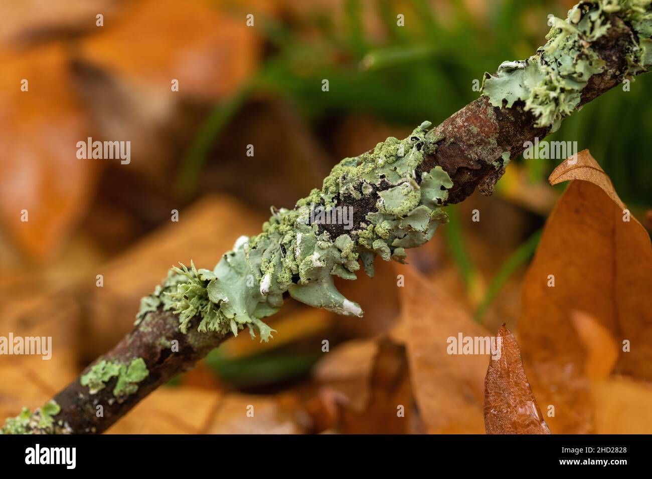Close up of green lichens growing on a fallen branch on the forest floor during Autumn, England, UK Stock Photo