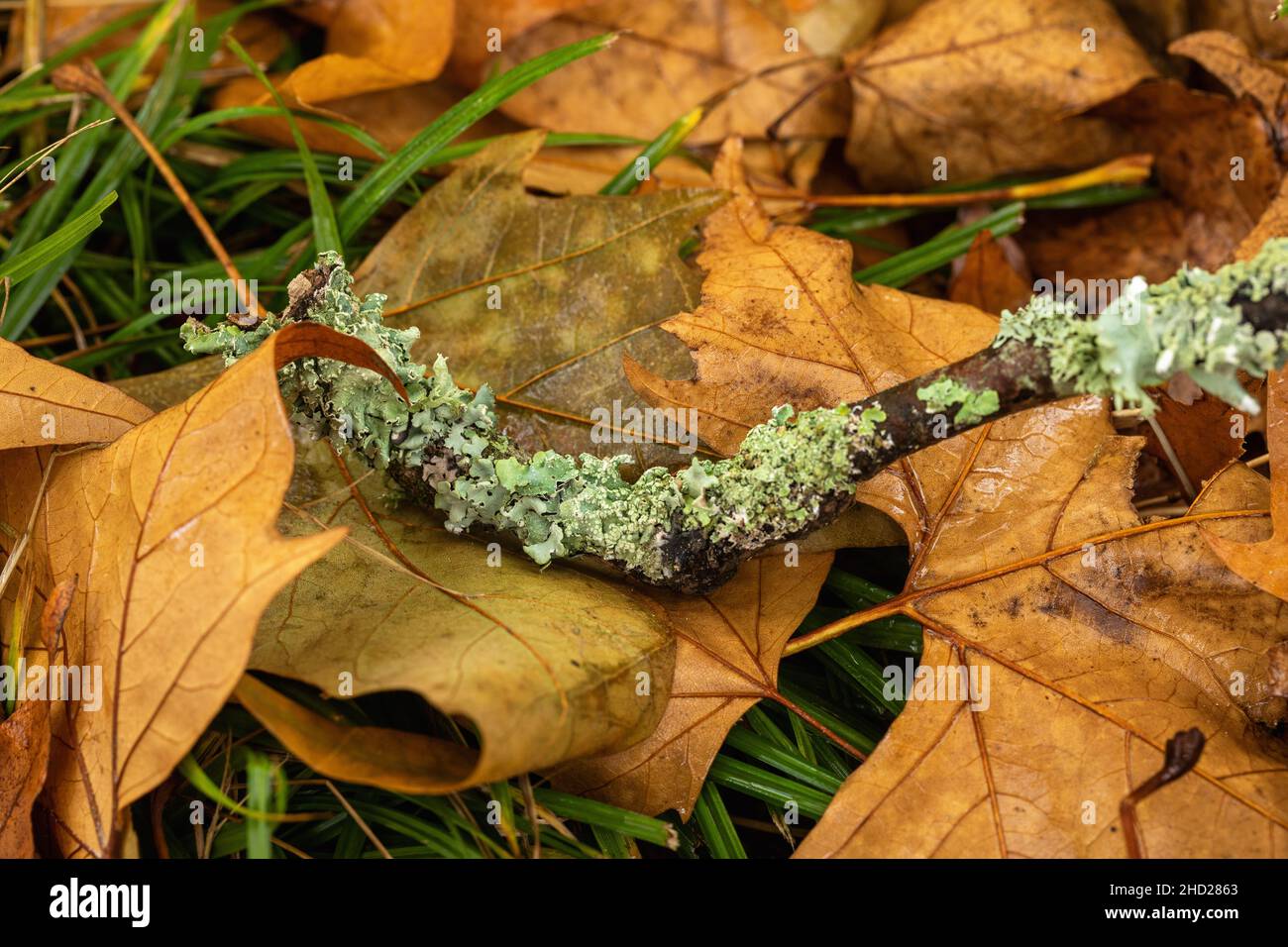 Close up of green lichens growing on a fallen branch on the forest floor during Autumn, England, UK Stock Photo