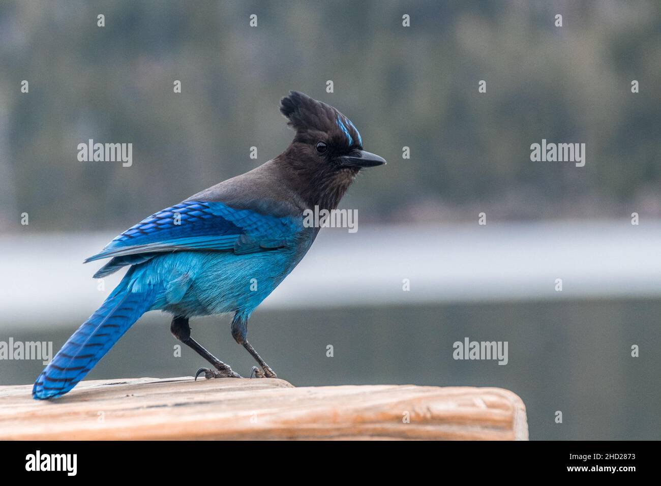 Closeup shot of a blue Steller's jay on a blurred background Stock Photo