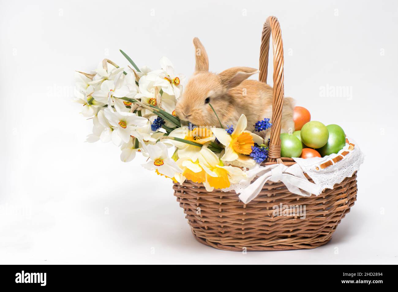 A fluffy Easter rabbit sits in a basket, Easter-colored eggs and flowers daffodils on a minimalist white background to copy space for text banner. Stock Photo