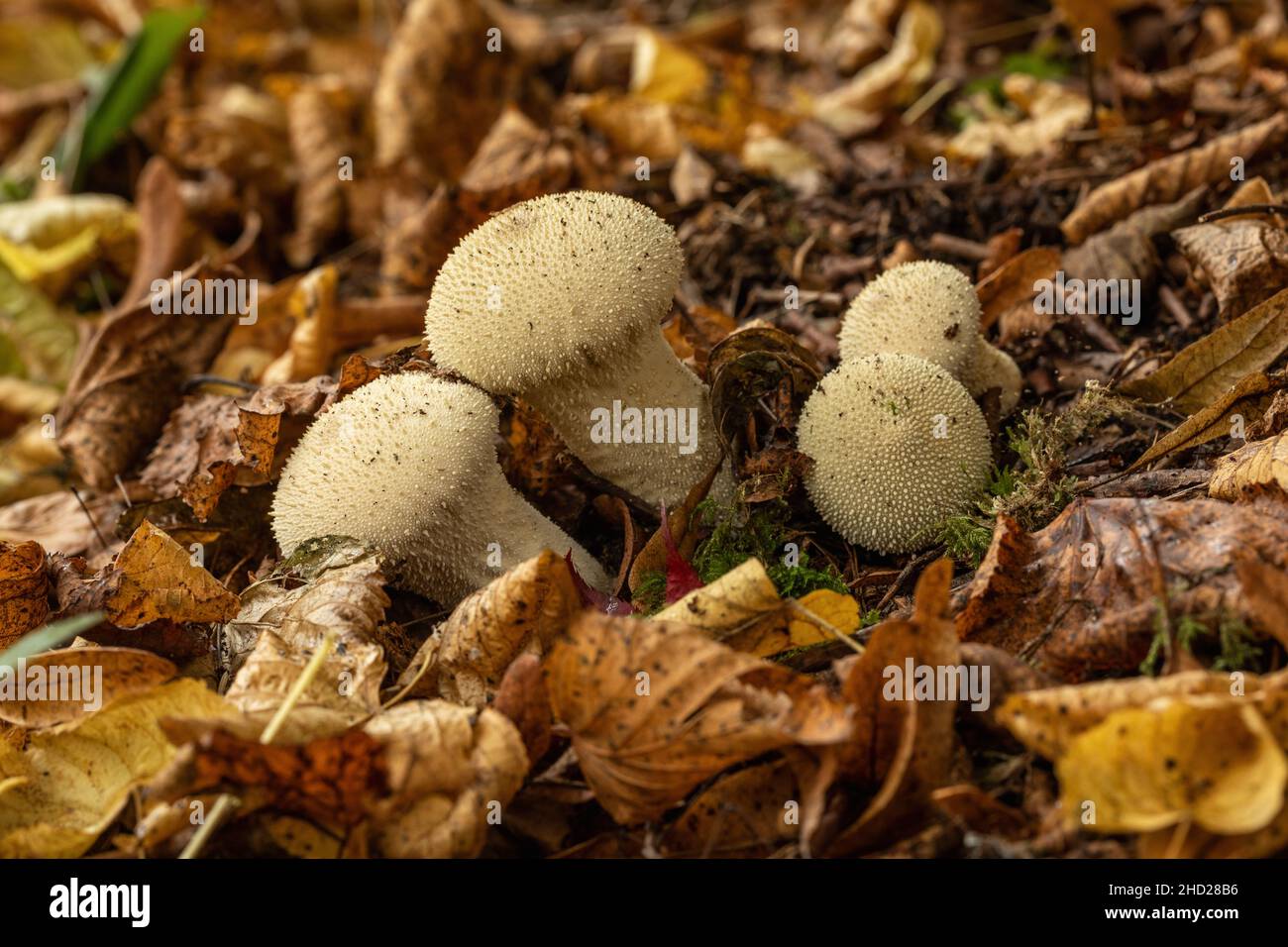 Close up of four puffball mushrooms on the forest floor in Autumn amongst fallen golden leaves, England, UK Stock Photo