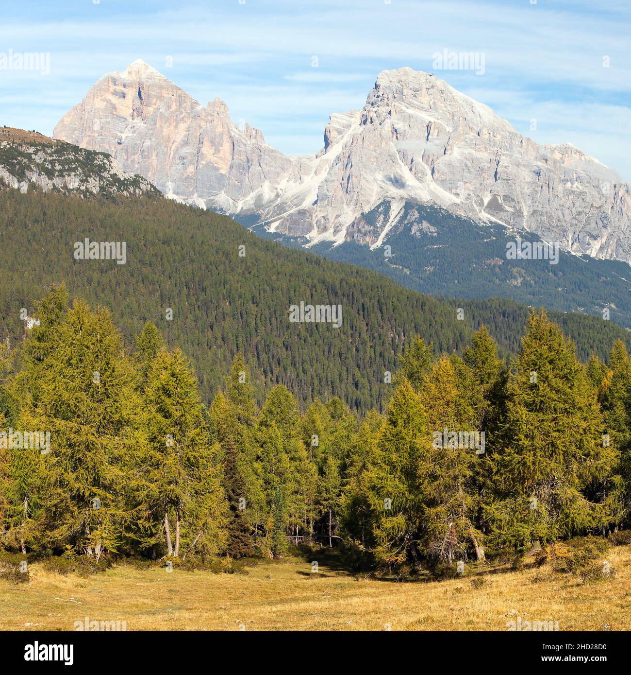 View of larch wood and Le Tofane Gruppe, Dolomiti, Italy Stock Photo