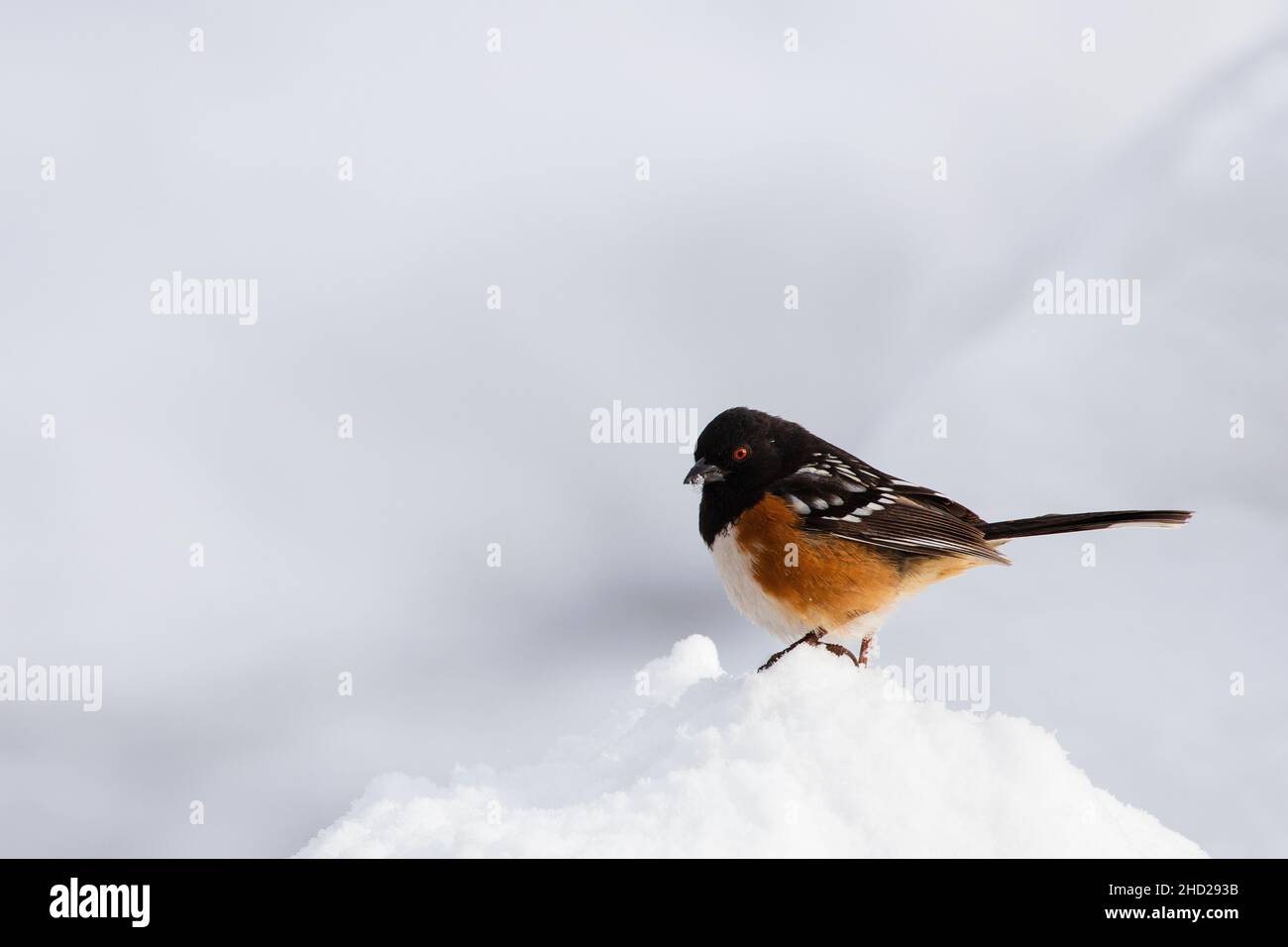 Spotted Towhee on a snow mound looking for a meal.  I captured the image in Janesville California, USA. Stock Photo