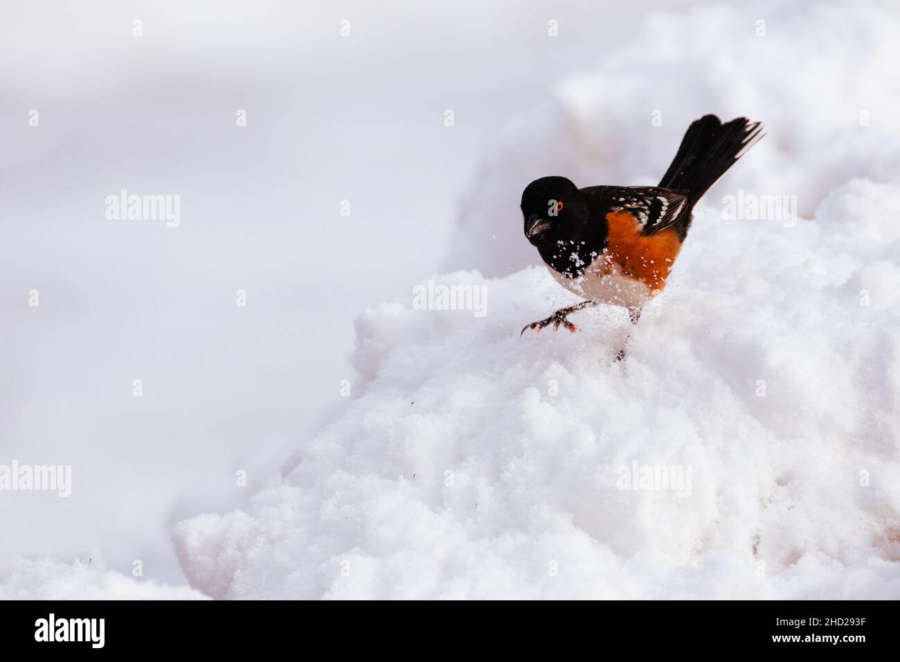 Spotted Towhee digging through show looking for a morsel to snack on.  I captured it in Lassen County, California, USA. Stock Photo