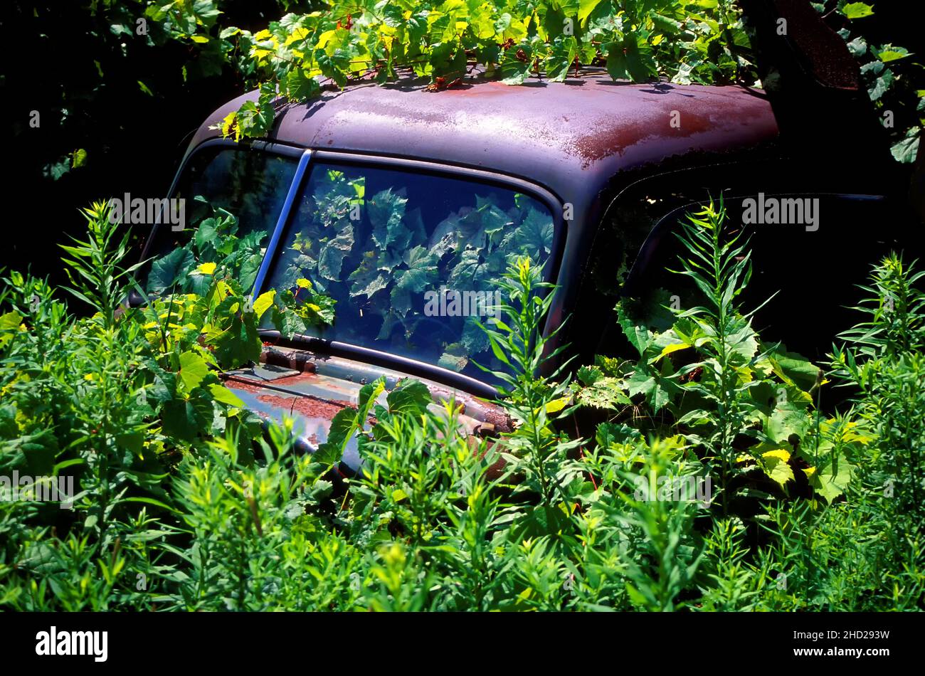 Vintage pickup truck overgrown in junk yard. Ontario Canada. Stock Photo