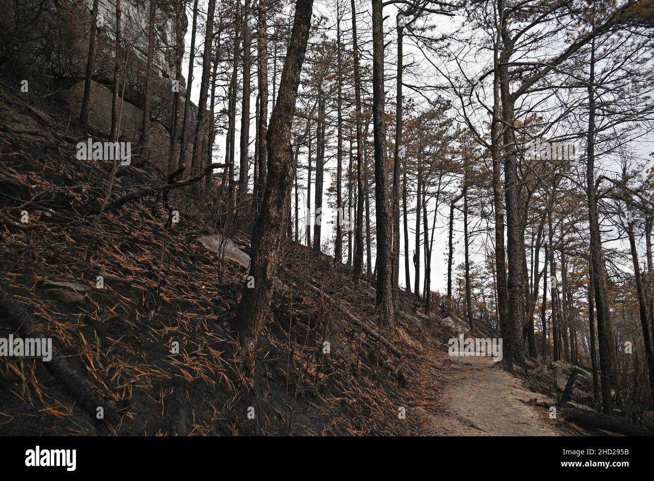 Burned woods at Pilot Mountain State Park in North Carolina after the 2021 Grinestone Fire