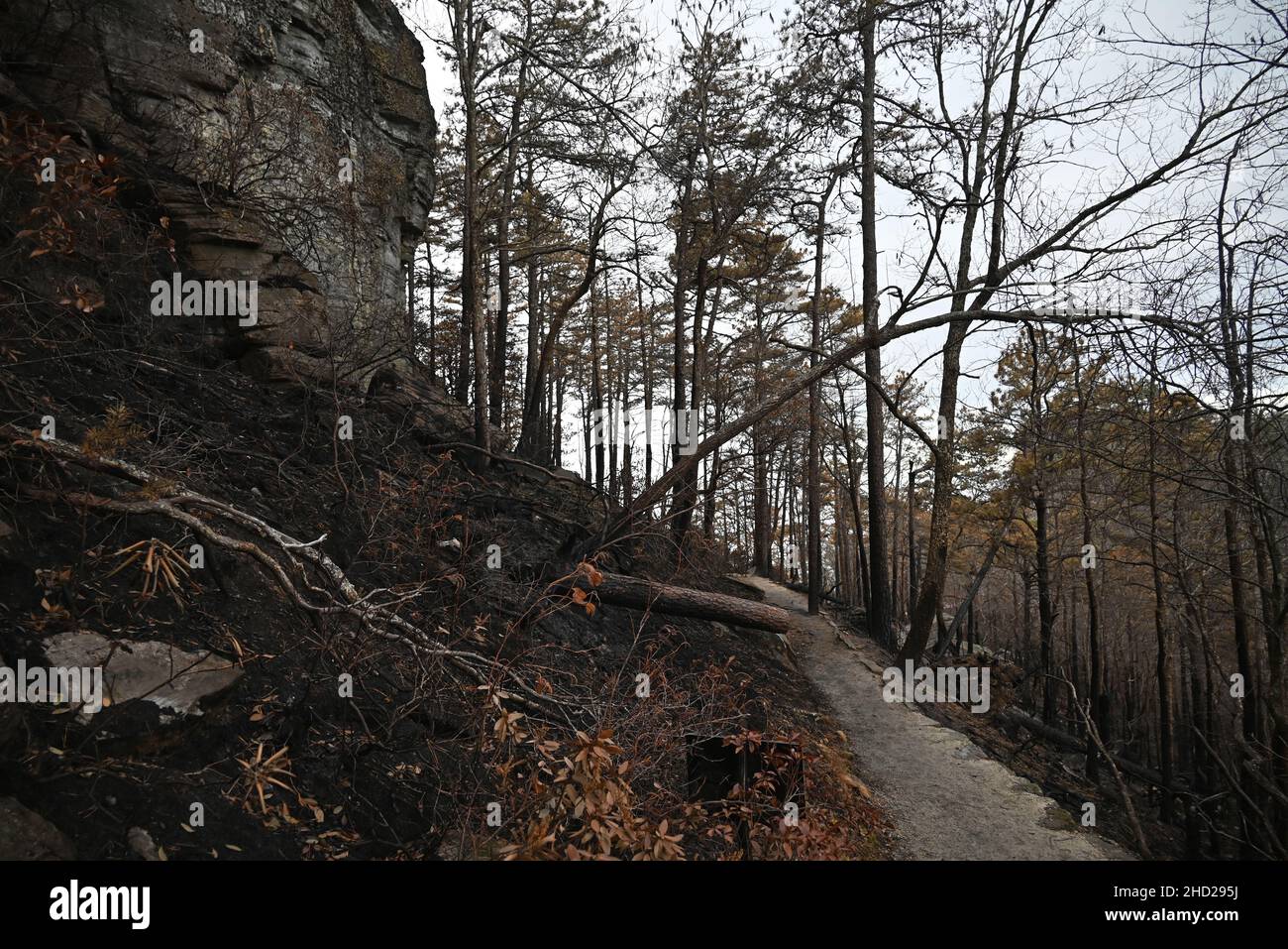 Burned woods at Pilot Mountain State Park in North Carolina after the 2021 Grinestone Fire
