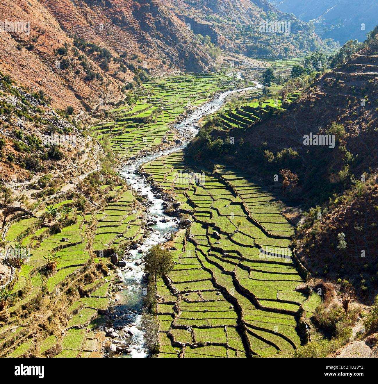 Beautiful terraced rice field in valley around river, green rice field or paddy field in western Nepal, asian rice, Oryza sativa Stock Photo