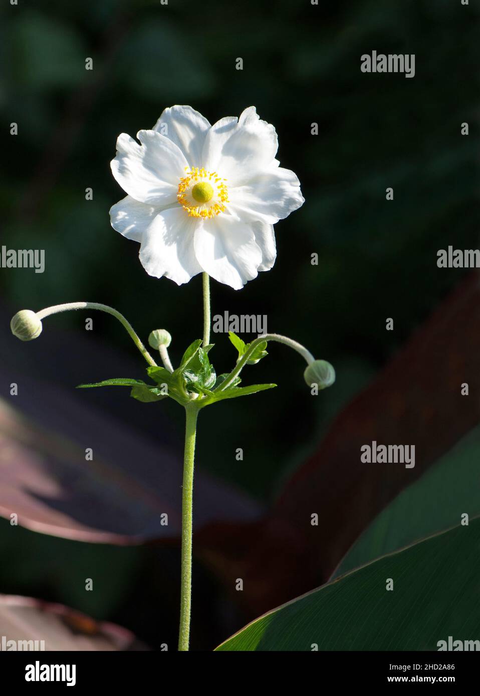 Anemone hybrida 'Honorine Jobert' Stock Photo