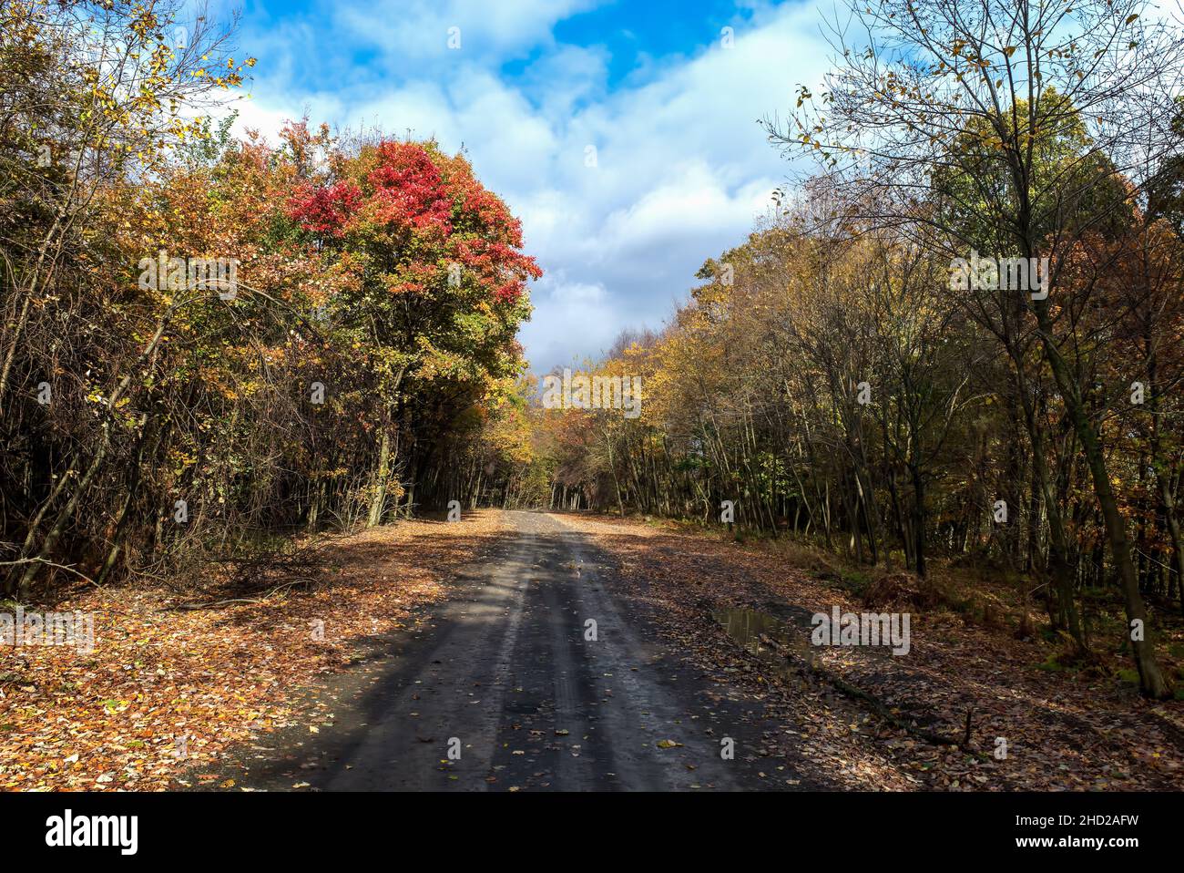 Isolated mountain road in an eastern PA USA hardwood forest in the dappled autumn sunlight. Stock Photo