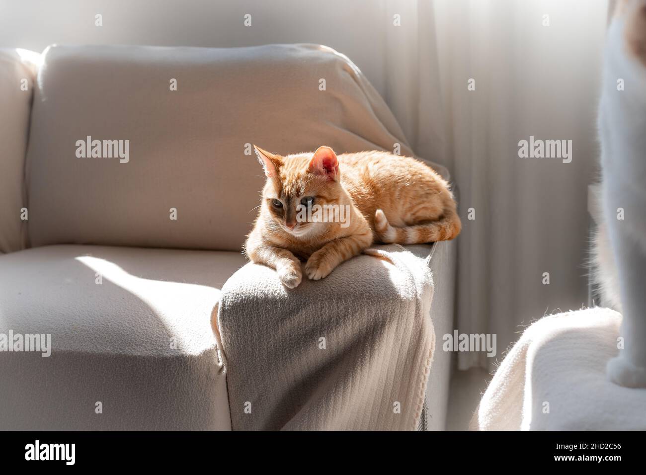 brown tabby cat with green eyes lying on a sofa under the window Stock ...