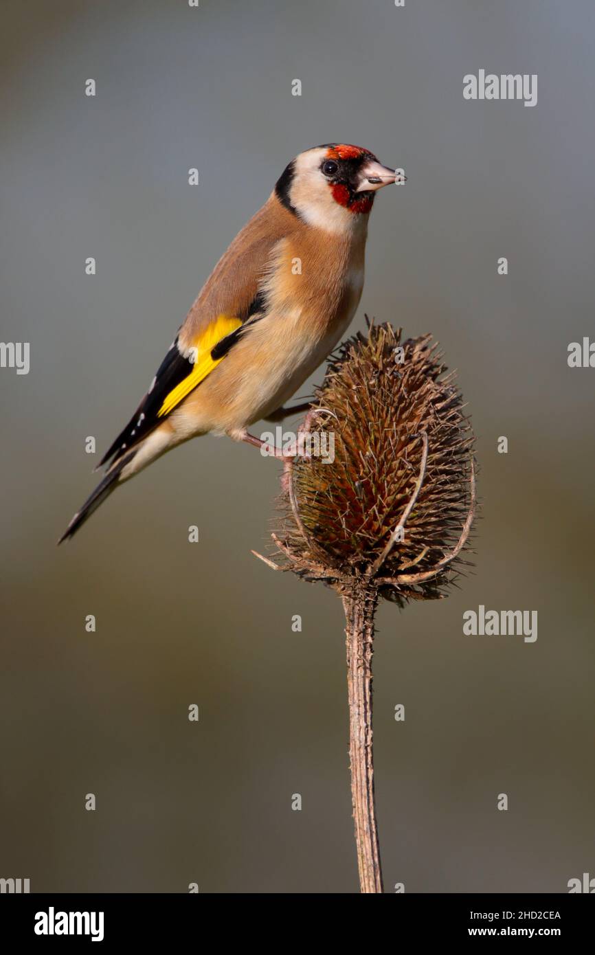 An adult female European Goldfinch (Carduelis carduelis) feeding on a teasel in Suffolk, UK, in winter Stock Photo