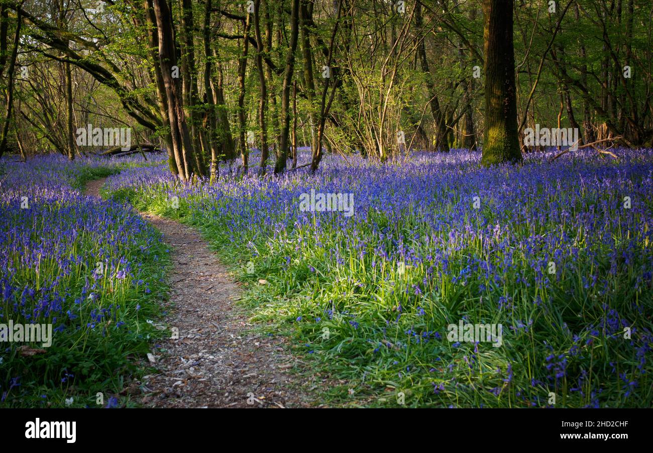 A path through the bluebells lit by early morning sunlight in the Sussex woodland. Stock Photo