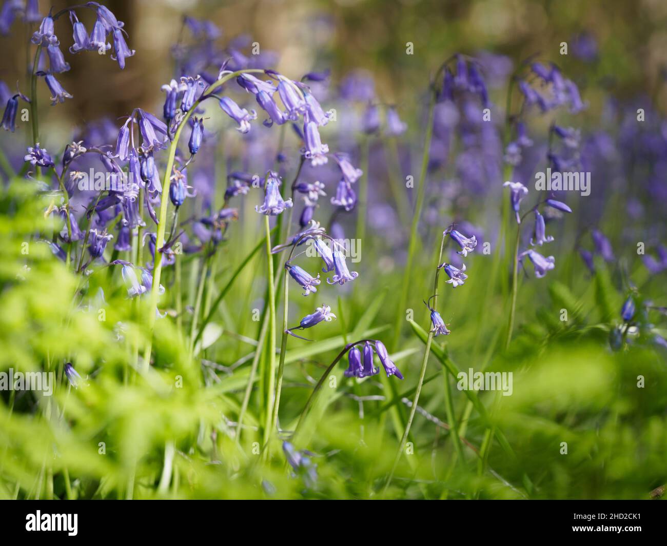 Bluebells nestled amongst the ferns. Stock Photo