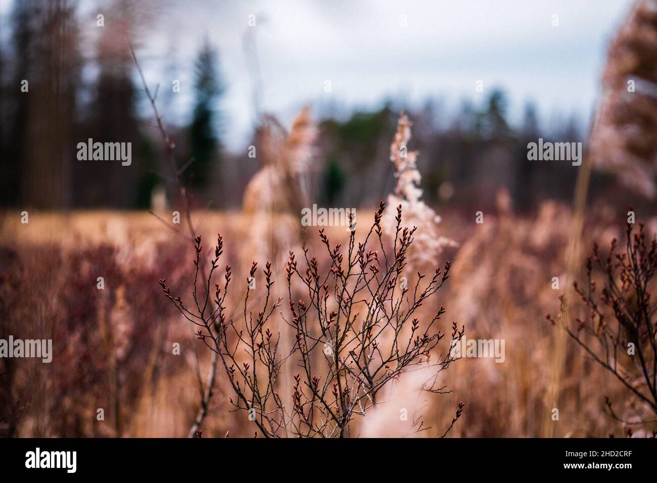 Selective focus on a heather (Calluna vulgaris) bush in the middle of a yellow withered field Stock Photo