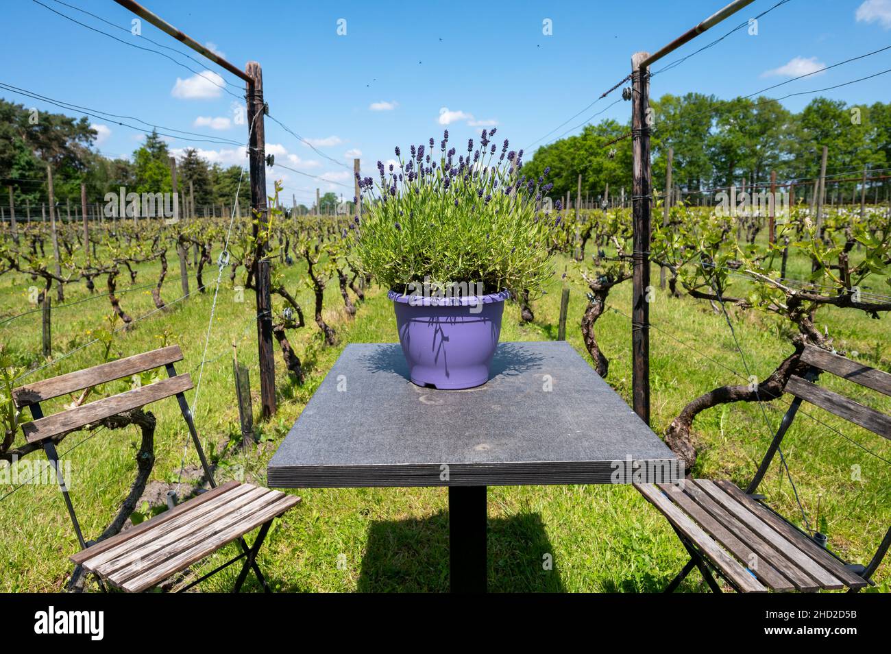 Decorative wooden table and violet pot with purple lavender flowers in blossom on spring vineyard in Netherland Stock Photo