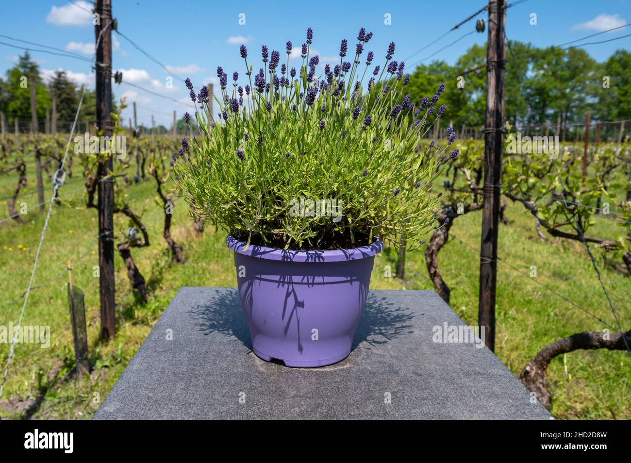 Decorative wooden table and violet pot with purple lavender flowers in blossom on spring vineyard in Netherland Stock Photo