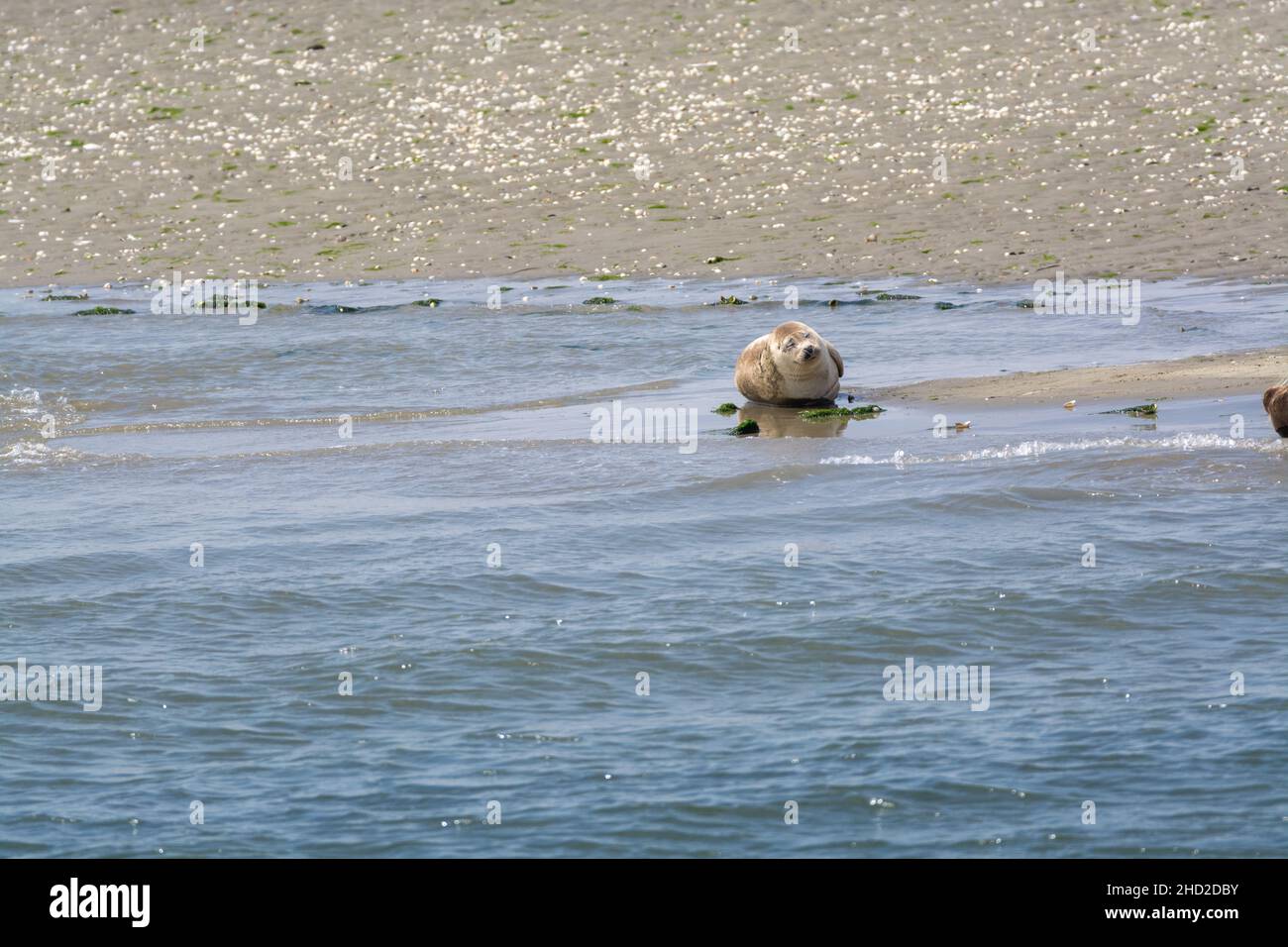 Animal collection, group of big sea seals resting on sandy beach during